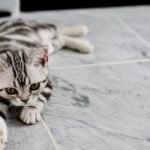 Katzen und Boxen - Warum mögen sie einander?