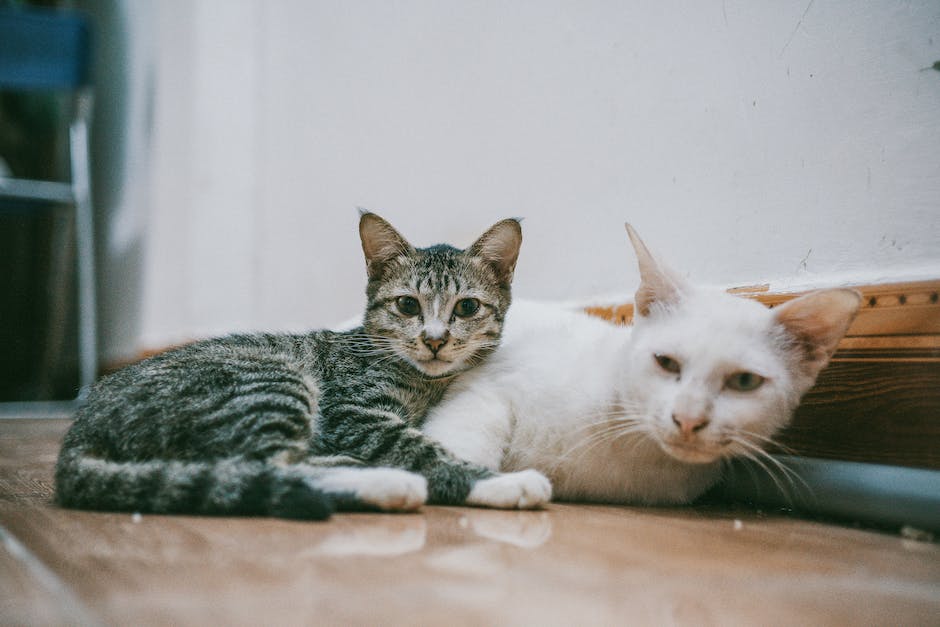 Katzenkastration: Wie lange im Käfig bleiben?